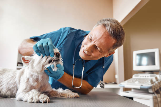 Best Emergency Tooth Extraction in Sugar Grove, IL